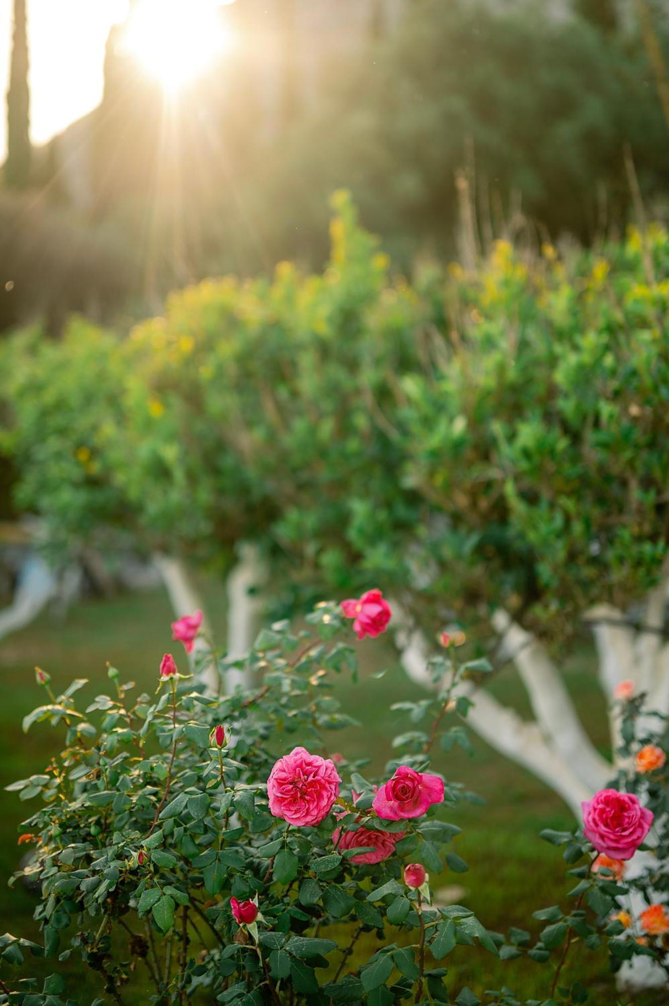 ניסקי Nissaki Olive Press Villas מראה חיצוני תמונה
